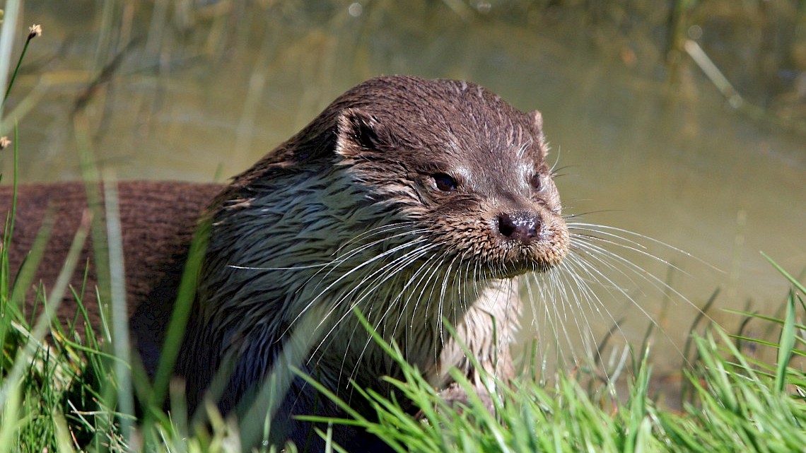 De otter is het symbool van de Weerribben