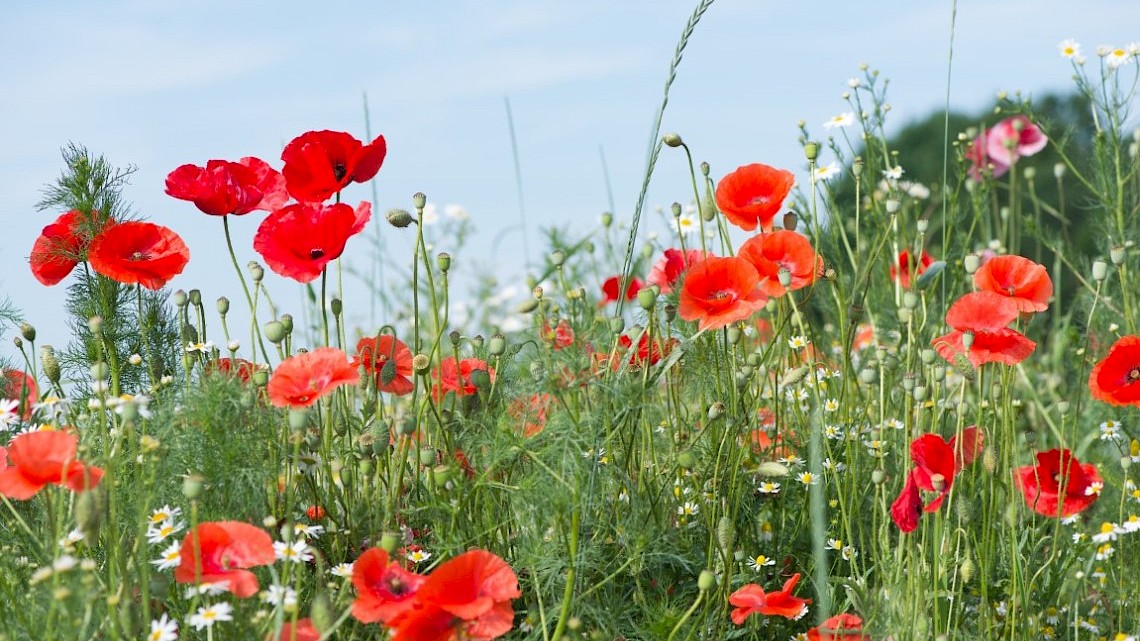 Bloemrijke bermen