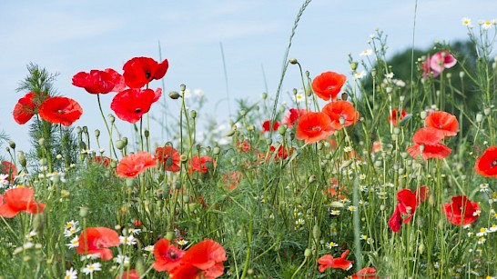 Bloemrijke bermen