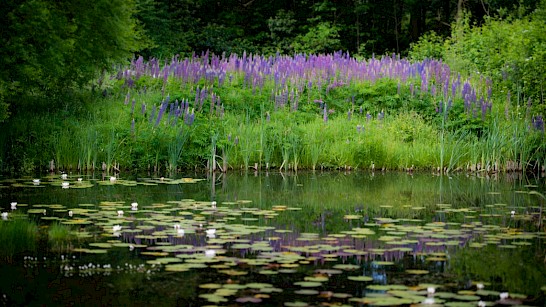 bloemenpracht aan de oever