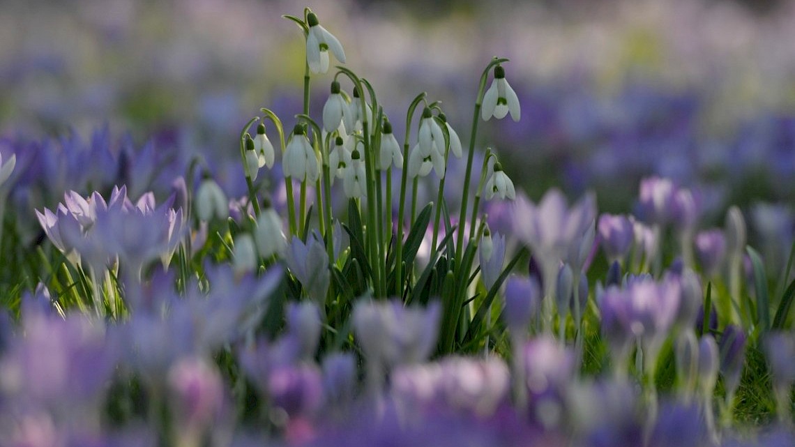 stinzen voorjaarsbloemen