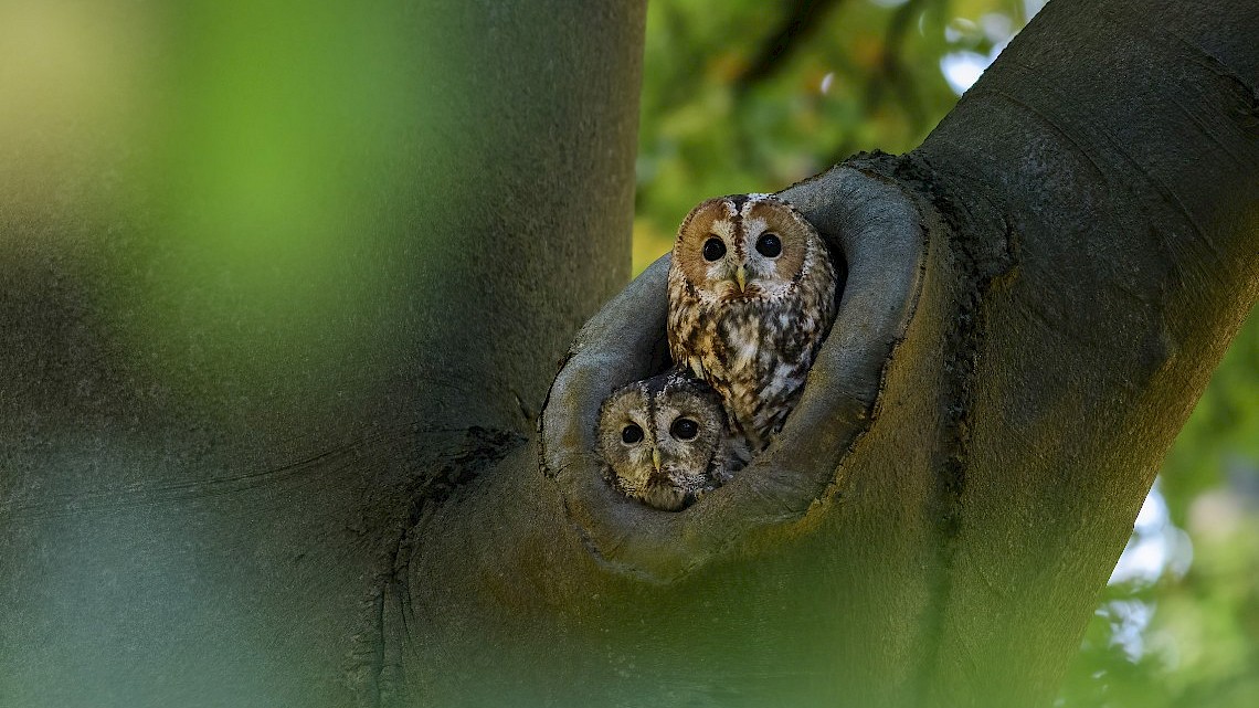 Paartje bosuilen in het allerlaatste licht van de dag. Foto: Jeroen van Wijk van het Geldersch Landschap & Kasteelen.