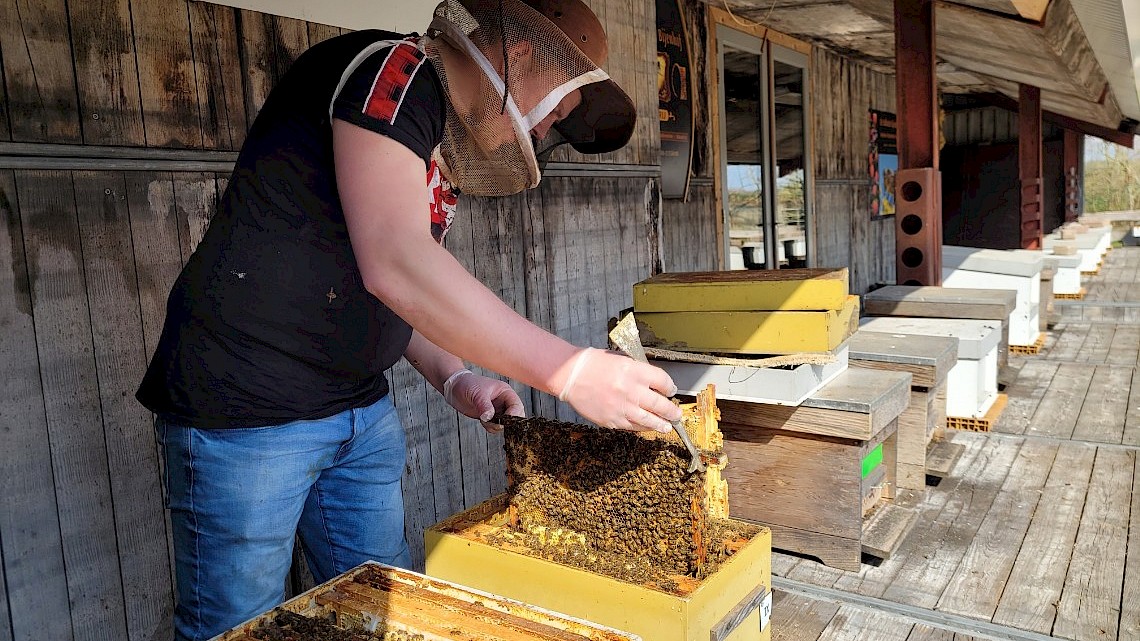 Lentefair en imkerdagen bij de Valksche Bijenhof