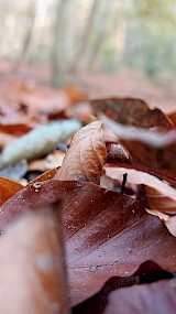 Herfst (geüpload door Nyne)