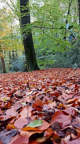 Herfst in t bos (geüpload door SAARTJE)