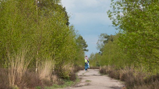 Wandelen op de Sallandse Heuvelrug