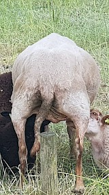 Gebroerdelijk samen drinken bij moeder schaap (geüpload door Marianne Steenbergen)